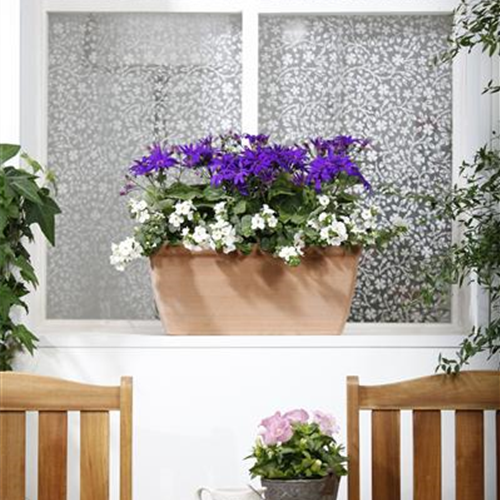 Winterharte Pflanzen für den Balkon