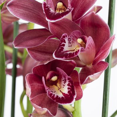 Orchideen als Schnittblume
