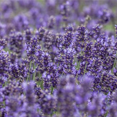 Lavendel - Pflegehinweise
