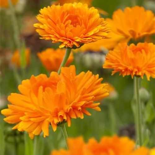 Rezepte - Da blüh' ich auf