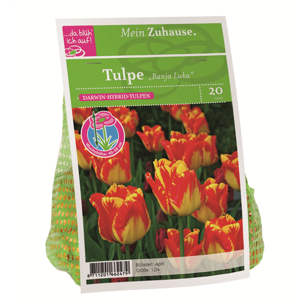 Blumenzwiebel Tulpe 'Banja Luka'