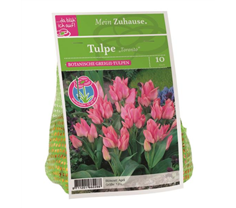 Blumenzwiebel Tulpe 'Toronto'