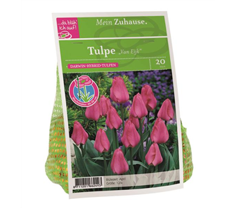 Blumenzwiebel Tulpe 'Van Eijk'