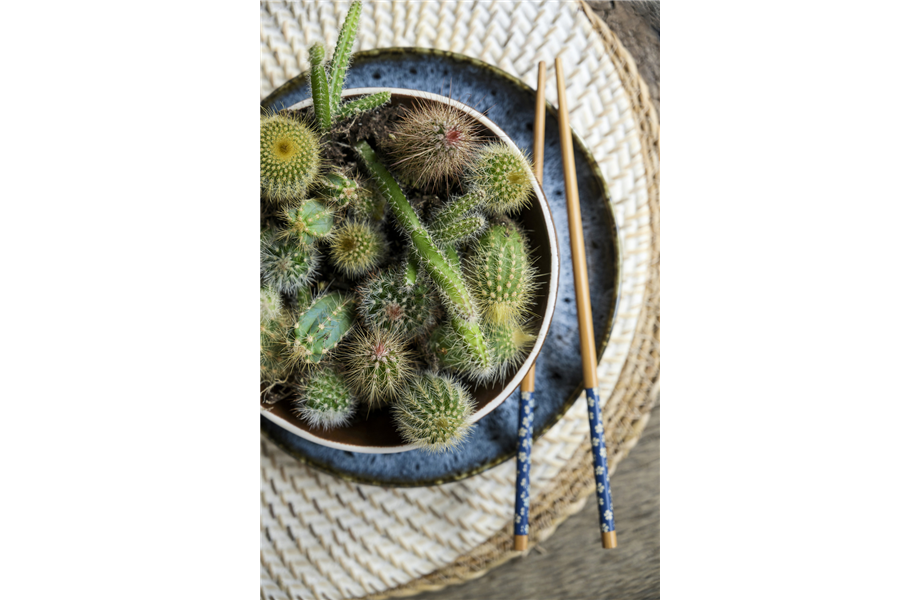 Pflanze des Monats August: Kaktus