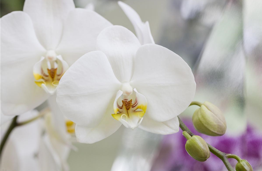 Die schöne Vielfalt der Orchideen
