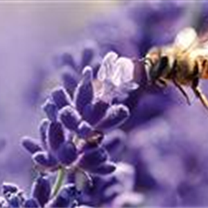 Bienen und andere Insekten