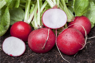 Sprinter im Gemüsebeet