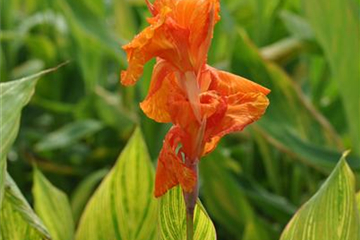 Indisches Blumenrohr überwintern