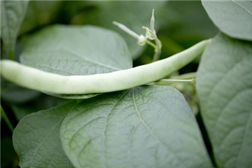 Leckere Buschbohnen im eigenen Garten säen