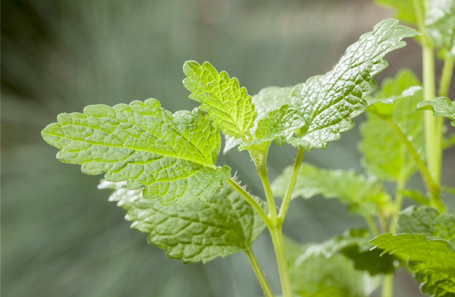 Anlegen des Kräutergartens