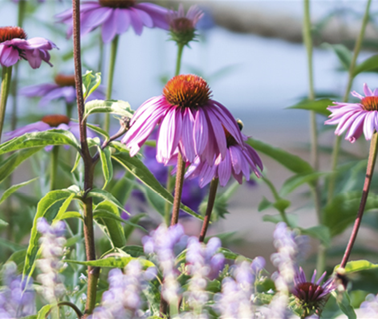Bunte Staudenvielfalt!
