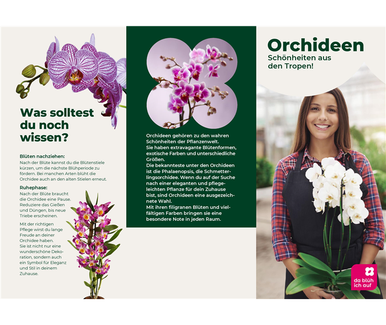 Flyer Orchideen
