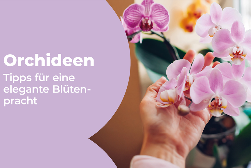 VKF_2-26_Orchideen_MyShop_1920x1080px.jpg
