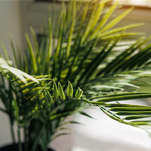 Pflanze des Monats Februar 2026: Goldfruchtpalme