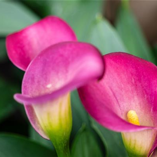 Pflanze des Monats Juni 2026: Calla