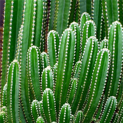 Pflanze des Monats August 2026: Kaktus