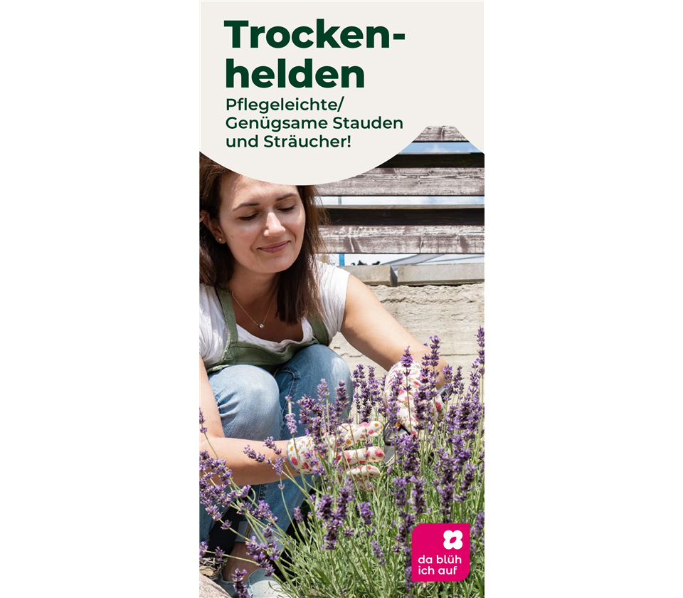 Flyer Pflegeleichte und trockenheitsverträgliche Pflanzen