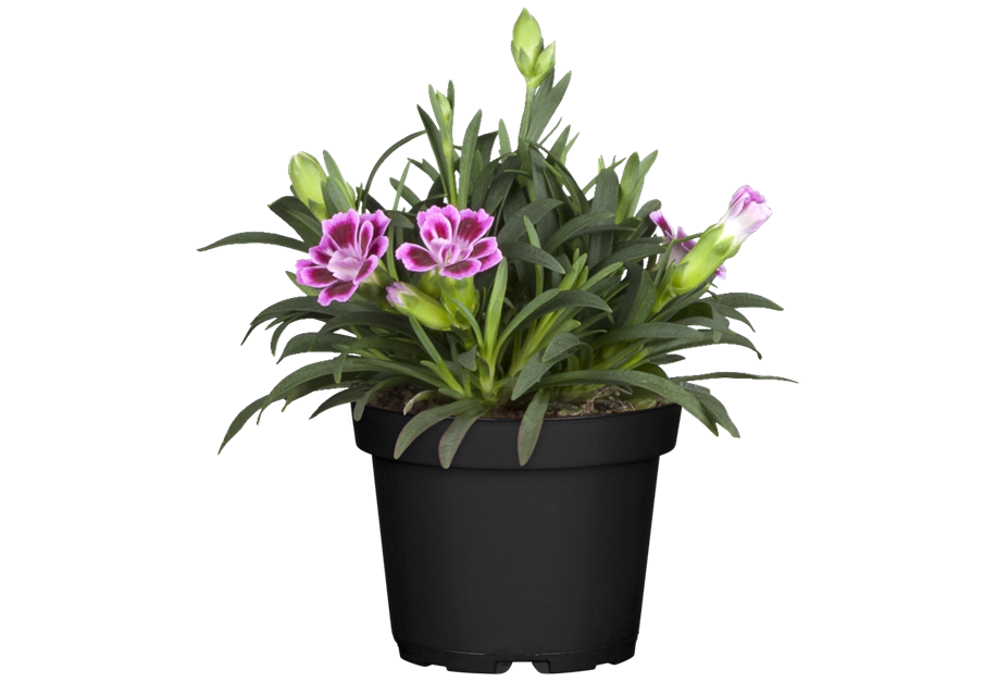 Dianthus caryophyllus
