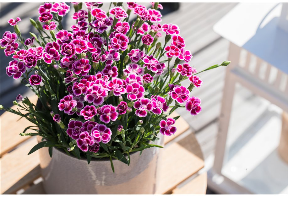 Dianthus caryophyllus