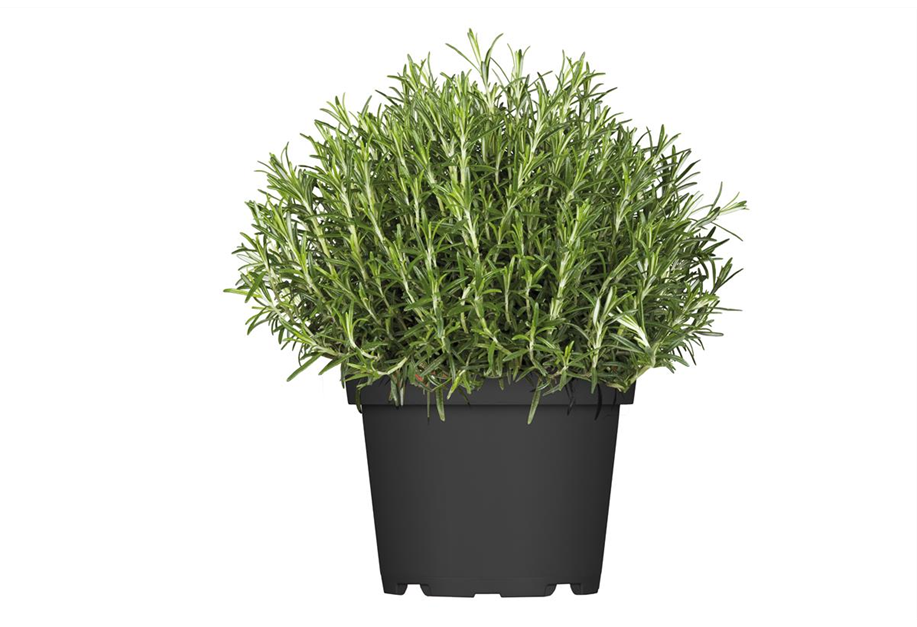 Rosmarinus officinalis