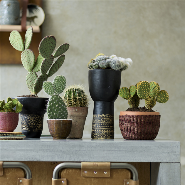 kaktus box Ichendorf Milano Desert Plants Cactus Covered Glass Box Pink Flower main image 0