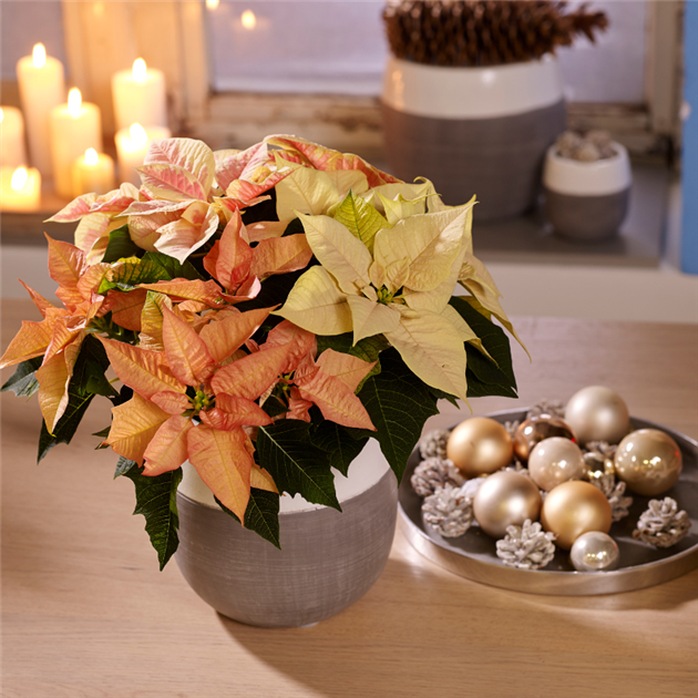 schlumbergera variegata Schlumbergera truncata f. 'Variegata'  Serres Lavoie