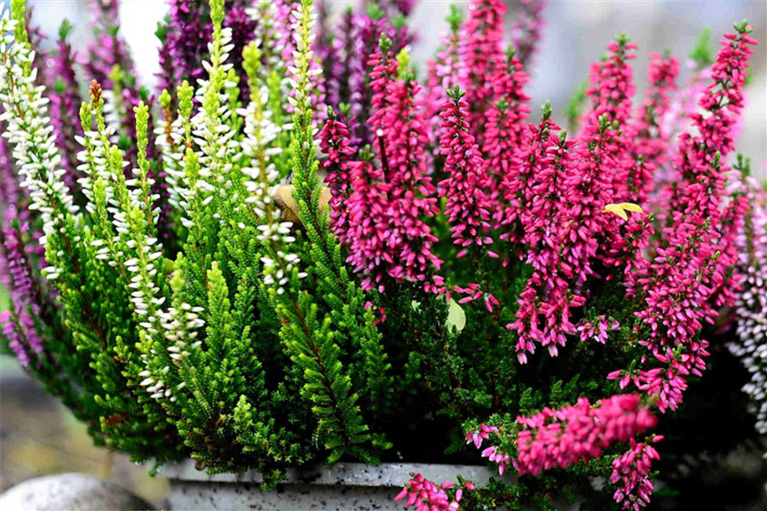 GS_Slider_Heide_Pixabay.jpg