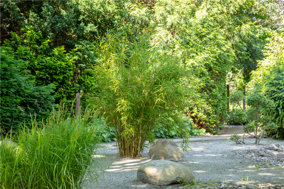 Bambus - der exotische Gartenschmuck - da blh ich auf