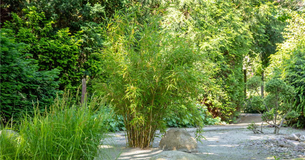 bananenpflanze palmenerde XXL Bananenpflanze kaufen – Green Me Up