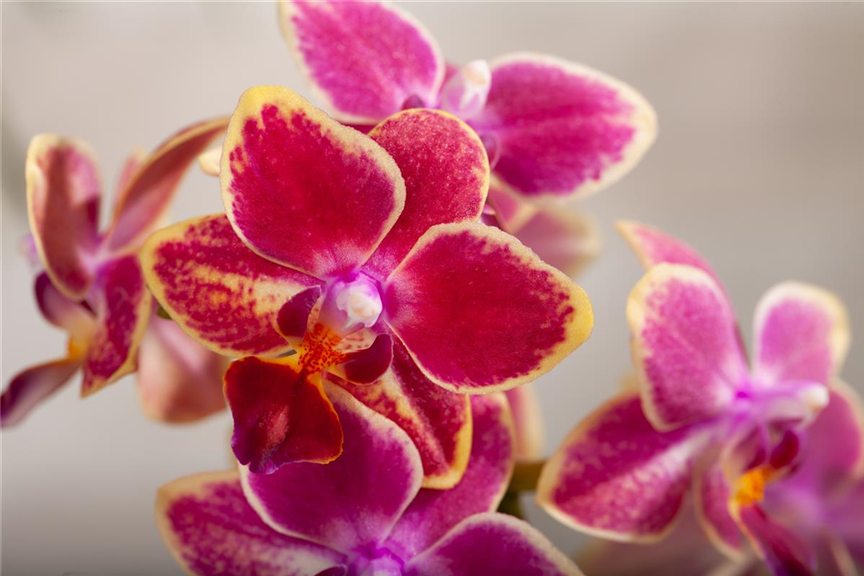 Phalaenopsis multiflora