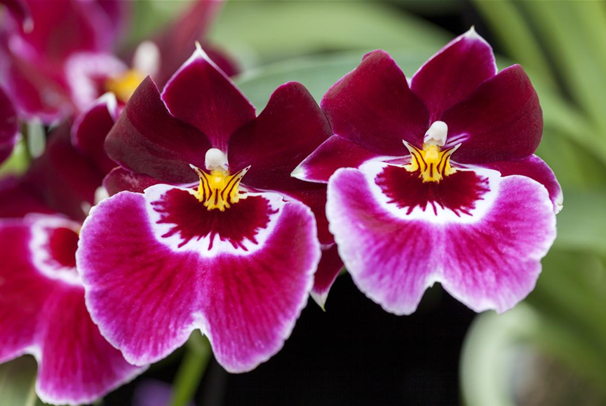 Miltoniopsis