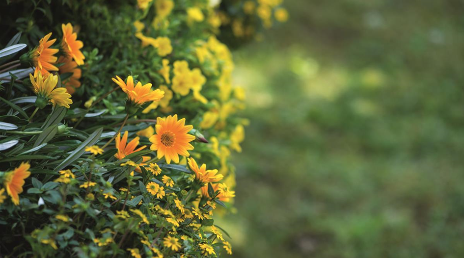 Pool_SAGAFLOR allgemein_Datei_1_3_2015_mittagsblume_Art-Nr_.jpg