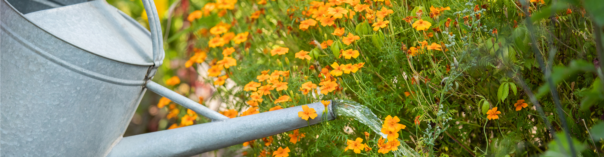 Entdecke unsere grünen Jobangebote!