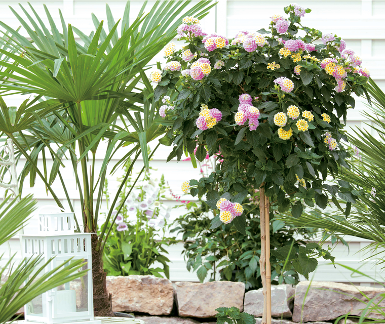 Mediterrane Terrassengärten