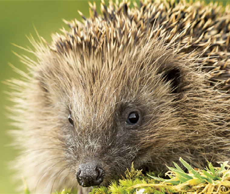 Ein Garten für Nützlinge