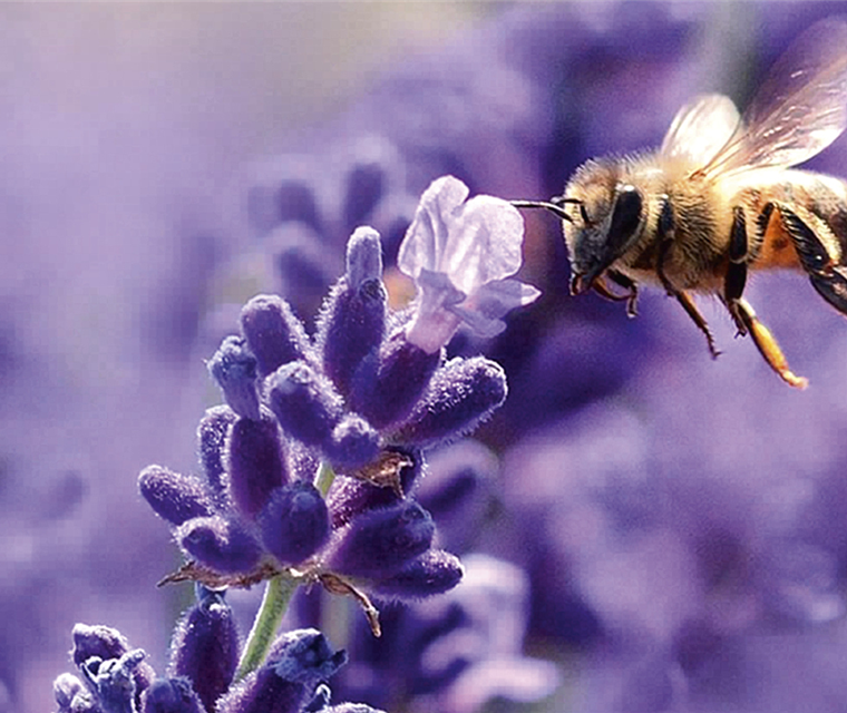 Bienen und andere Insekten
