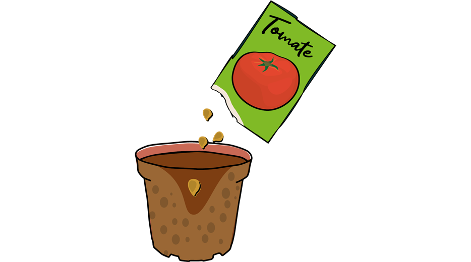 Tomate_Illu-1.png