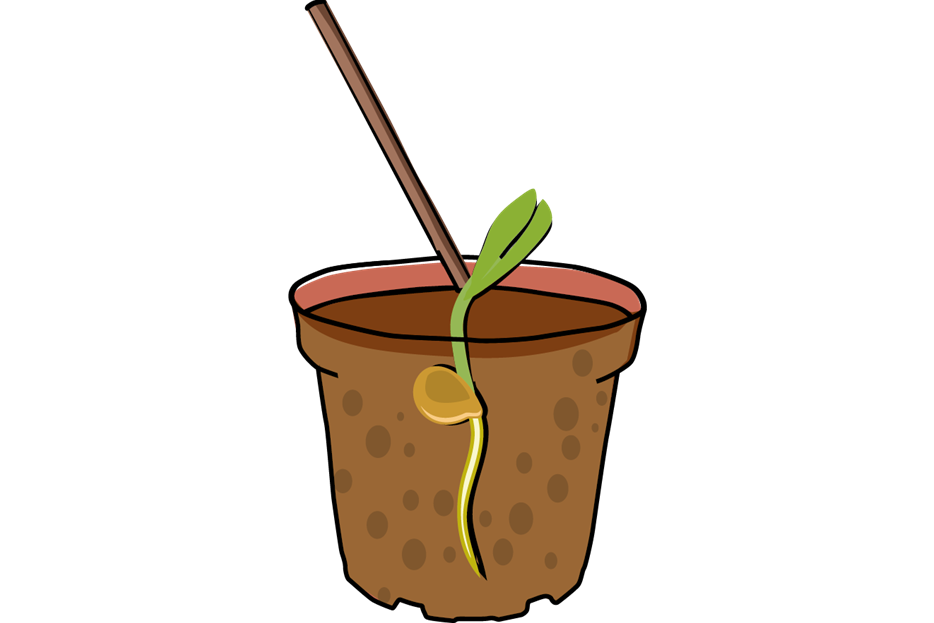 Tomate_Illu-2.png