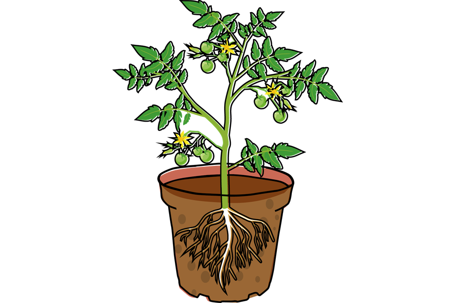 Tomate_Illu-4.png