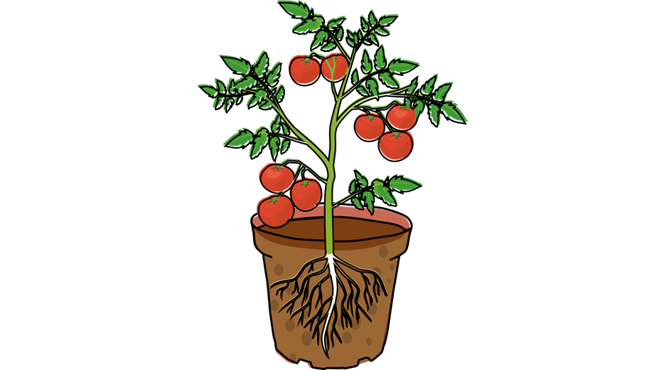 Tomate_Illu-5.png