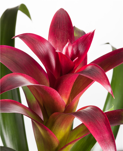 calathea planta care se roaga Planta Care Se Roaga, Calathea Insignis (Lancifolia) main image 1